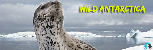 National Geographic Wild Antarctica cover دانلود مستند ملی جغرافیای قطب جنوب National Geographic Wild Antarctica 2015