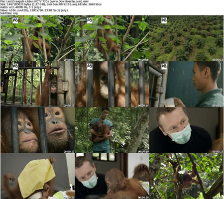 Last.Orangutan.Eden.HDTV.72 دانلود مستند The Last Orangutan Eden 2015