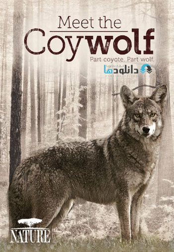 Meet.the.Coywolf دانلود مستند ملاقات با کایولف PBS: Meet The Coywolf