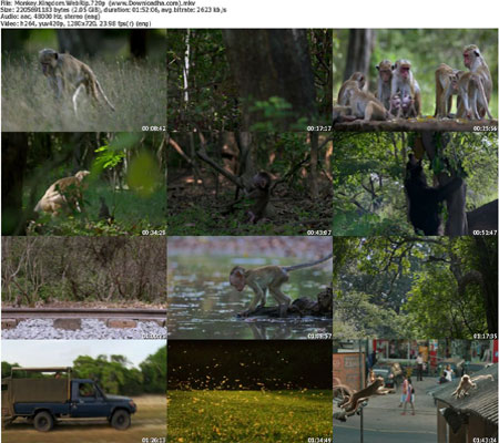 Monkey.Kingdom.WebRip.720p  دانلود مستند 2015 Monkey Kingdom