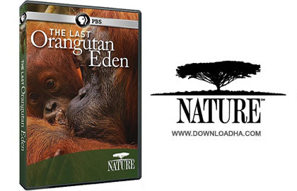 The Last Orangutan Eden 201 دانلود مستند The Last Orangutan Eden 2015