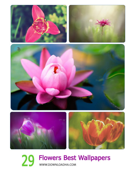 29 Flowers Best Wallpapers %28Downloadha.com%29 دانلود مجموعه 29 والپیپر از گل های زیبا