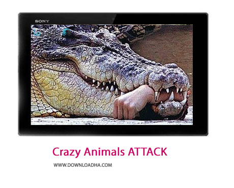 Crazy Animals ATTACK Cover%28Downloadha.com%29 دانلود کلیپ حملات دیوانه وار حیوانات