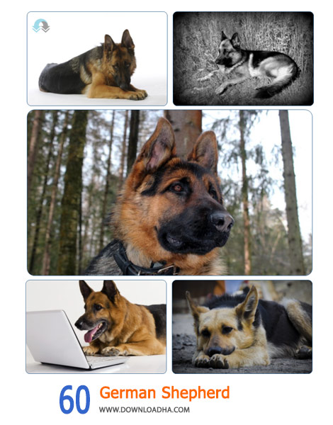 60 German Shepherd Cover%28Downloadha.com%29 دانلود مجموعه 60 والپیپر سگهای چوپان آلمانی