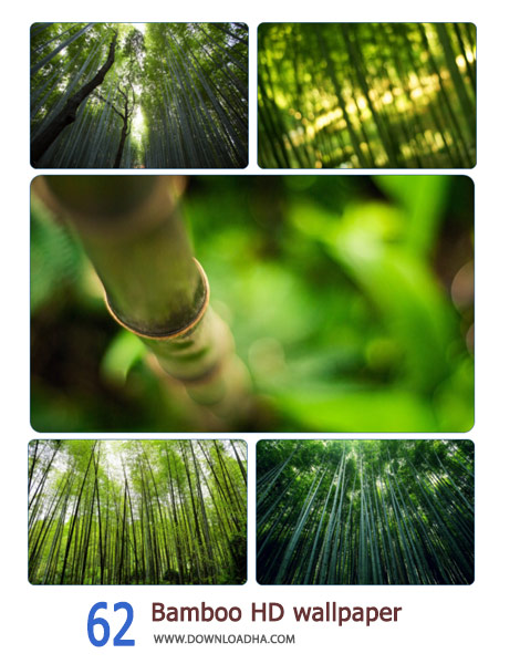 62 Bamboo HD wallpaper Cover%28Downloadha.com%29 دانلود مجموعه 62 والپیپر از درختان بامبو