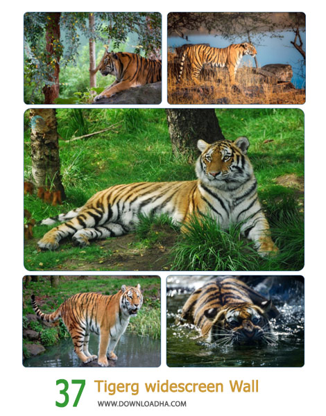 37 Tigerg widescreen Wallpapers Cover%28Downloadha.com%29 دانلود مجموعه 37 والپیپر عریض و زیبا از ببر