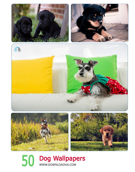 50 Dog Wallpapers Cover%28Downloadha.com%29 دانلود مجموعه 50 والپیپر از سگ