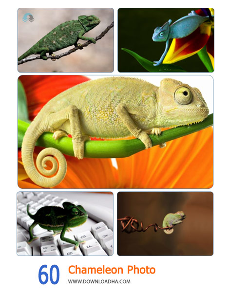 60 Chameleon Photo Cover%28Downloadha.com%29 دانلود مجموعه 60 والپیپر سوسمارهای کوچک