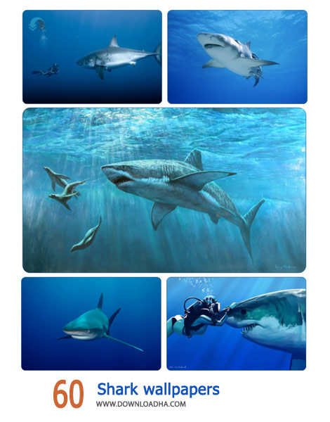 60 Shark wallpapers Cover%28Downloadha.com%29 دانلود مجموعه 60 والپیپر از کوسه ها