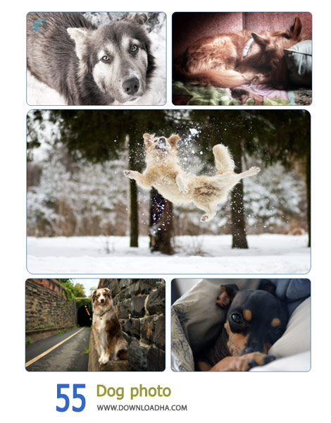 55 Dog photo Cover%28Downloadha.com%29 دانلود مجموعه 55 والپیپر سگ