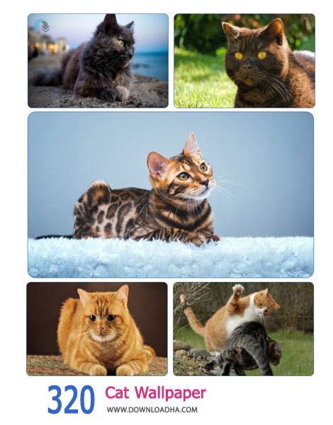 320 Cat Wallpaper Cover%28Downloadha.com%29 دانلود مجموعه 320 والپیپر گربه