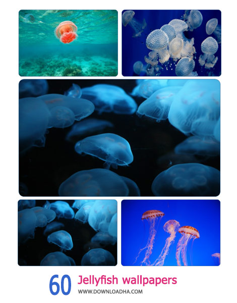 60 Jellyfish wallpapers Cover%28Downloadha.com%29 دانلود مجموعه 60 والپیپر عروس دریایی