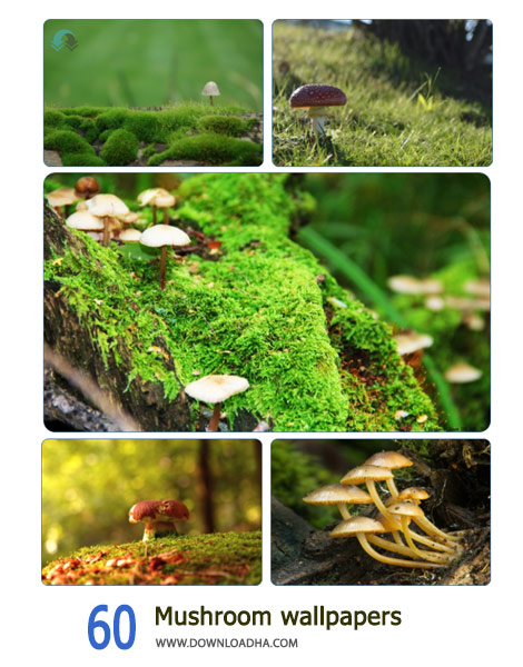 60 Mushroom wallpapers Cover%28Downloadha.com%29 دانلود مجموعه 60 والپیپر قارچ