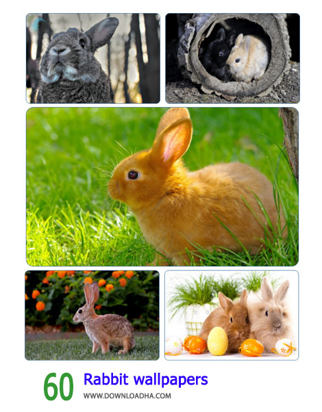 60 Rabbit wallpapers Cover%28Downloadha.com%29 دانلود مجموعه 60 والپیپر خرگوش