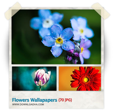 Flowers HQ Wallpapers مجموعه 70 والپیپر با کیفیت از گل ها Flowers HQ Wallpapers