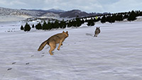 Wolfquest screenshots 04 small دانلود بازی WolfQuest برای PC