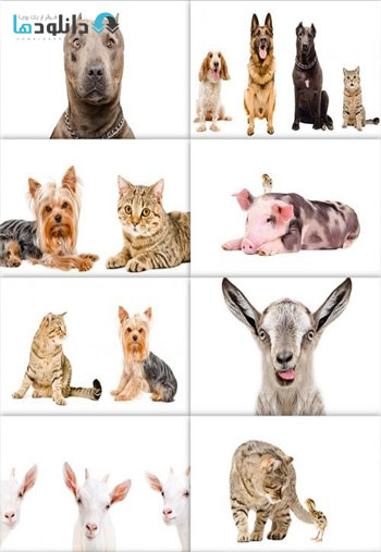 Funny-animals
