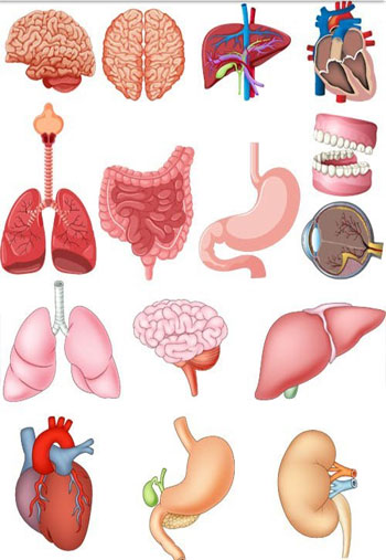 Human-Anatomy-2
