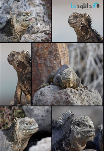 Iguana