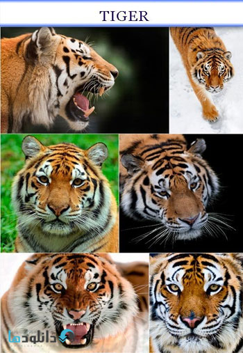 tiger-stock