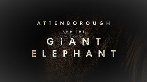 دانلود-مستند-BBC-Attenborough-and-the-Giant-Elephant