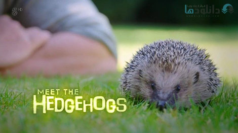 دانلود-مستند-Channel-5-Meet-the-Hedgehogs