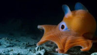 Screenshot-Shot-Download-Documentary-Planet-Blue
