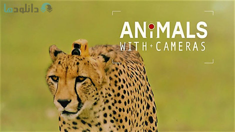 دانلود-مستند-BBC-Animals-with-Cameras