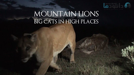 کاور-Mountain-Lions-Big-Cats-in-High-Places