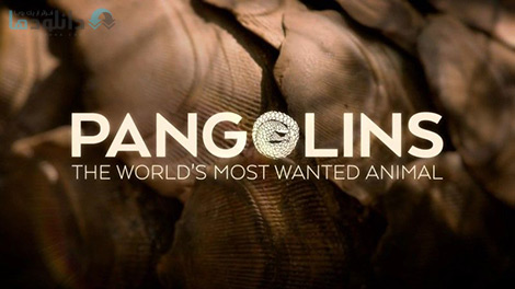 کاور-Pangolins-The-Worlds-Most-Wanted-Animal